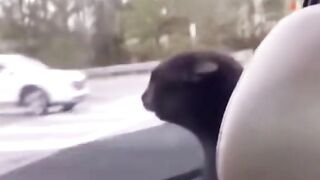 the wonderful world of cute cats_09