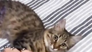 the wonderful world of cute cats_10