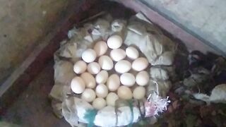 Snake eggs