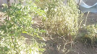 African tomato garden