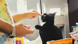 Try Not To Laugh! Funniest Animals Caught On Camera 🐶🐱😂