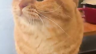 Cat 🐈😺🐈🐈 king 👑