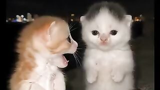 My whole feed right now 👑💖💗🐈😺✨