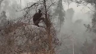 Orang utan kalimantan