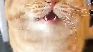 Cat 🐈😺 🐈