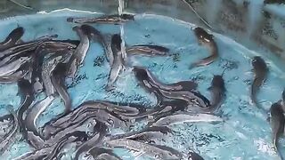 Home-scale catfish harvest 3