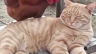 Funny cat 392