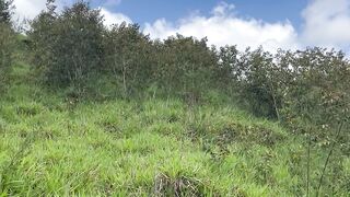 Muito verde