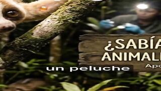 ¿Pensabas que el loris era solo un peluche con ojos gigantes? 🥺