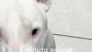 Bull Terrier