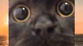 Funny Cats Doing the Weirdest Things 😂