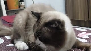 Molly 3