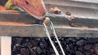 This Lizard Can Crunch Snails Like Chips! #CaimanLizard  #lizard #animals #asmr