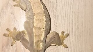 Watch How I Help My Gecko Shed Its Old Skin #shedding #reptiles #lizard #gecko