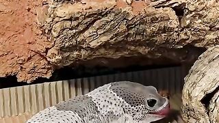 My Chubby Gecko’s Clumsy Shedding! 🦎😂  #lizard #gecko #animals #pets