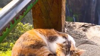 The cat 7