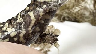 Crunchy Dry Shed Removal from a Lizard’s Foot #pineconelizard #shedding #reptiles_