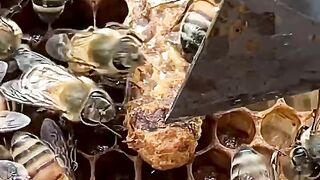 Oooh!! My god new queen bee just born But she is wing disabled #insect #honeybeesting #farming