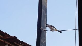 Birds perch on clotheslines