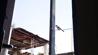 Nice Bird 3