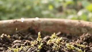 Cape Gooseberry Growth in Real Time | From Flower to Golden Orange Fruit 🌱🟠