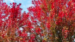 Love Autumn🍁🍂❤️