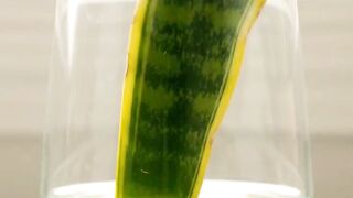 Snake Plant Growth in Real Time | From Tiny Shoot to Beautiful Green Leaves 🌱