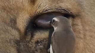 Devil eye 👁️ of lion 🦁🦁