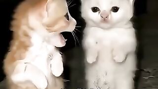 Cute cat 😍😺💠😺