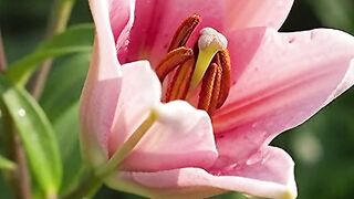 * Beautiful Flower Blooming in Real Time 🌸 | Satisfying Nature Video  #