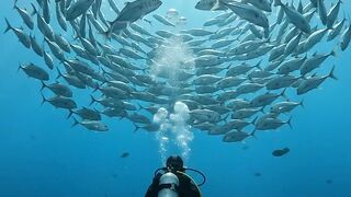 This Fish Came So Close! 😱🌊 | Amazing Underwater 4K 4