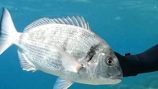 This Fish Came So Close! 😱🌊 | Amazing Underwater 4K 5