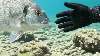 This Fish Came So Close! 😱🌊 | Amazing Underwater 4K 6