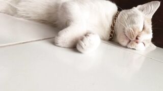 Mochi sleep