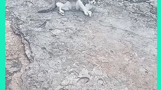 GATO JOSÉ ROLANO NA RUA