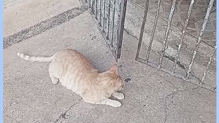 GATO JANIQUINI