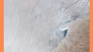 GATO ESFREGANO EM MIM