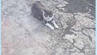 GATO JOSÉ SÓ OBISERVANO