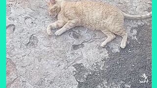 VEJÁ GATO JANIQUINI E JOSÉ ROLANO NA RUA