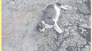 VEJÁ GATO JOSÉ MUITO DENGOSO