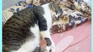OLHA AI A PREGUIÇA DOS GATOS