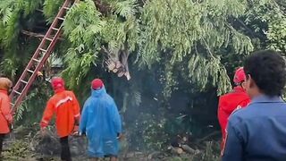 Hujan Angin di Ngawi, Pohon Besar Tumbang Timpa Kios dan Tiga Warga