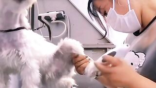 Funniest Animals Ever! 😂🐶🐱 You Won't Stop Laughing!
