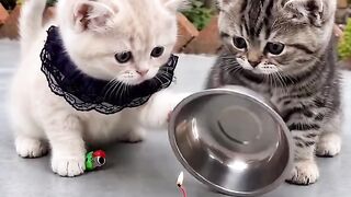 cute cat 70