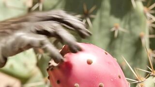 Eating kaktus fruit from desert