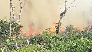 Forest and Land Fires: Protecting Our Environment”
