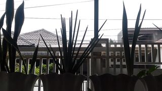 Tanaman hias tanduk buaya