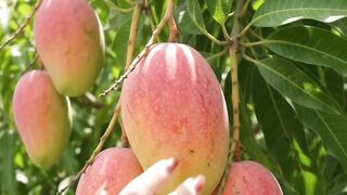 Beautiful nature with rural life –harvest fresh fruit🍒🍇🍑