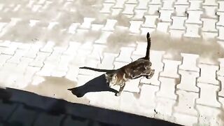 When the street cats saw me, they came running towards me.