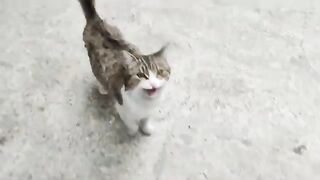 While I was walking alone, a stray cat asked me for food.